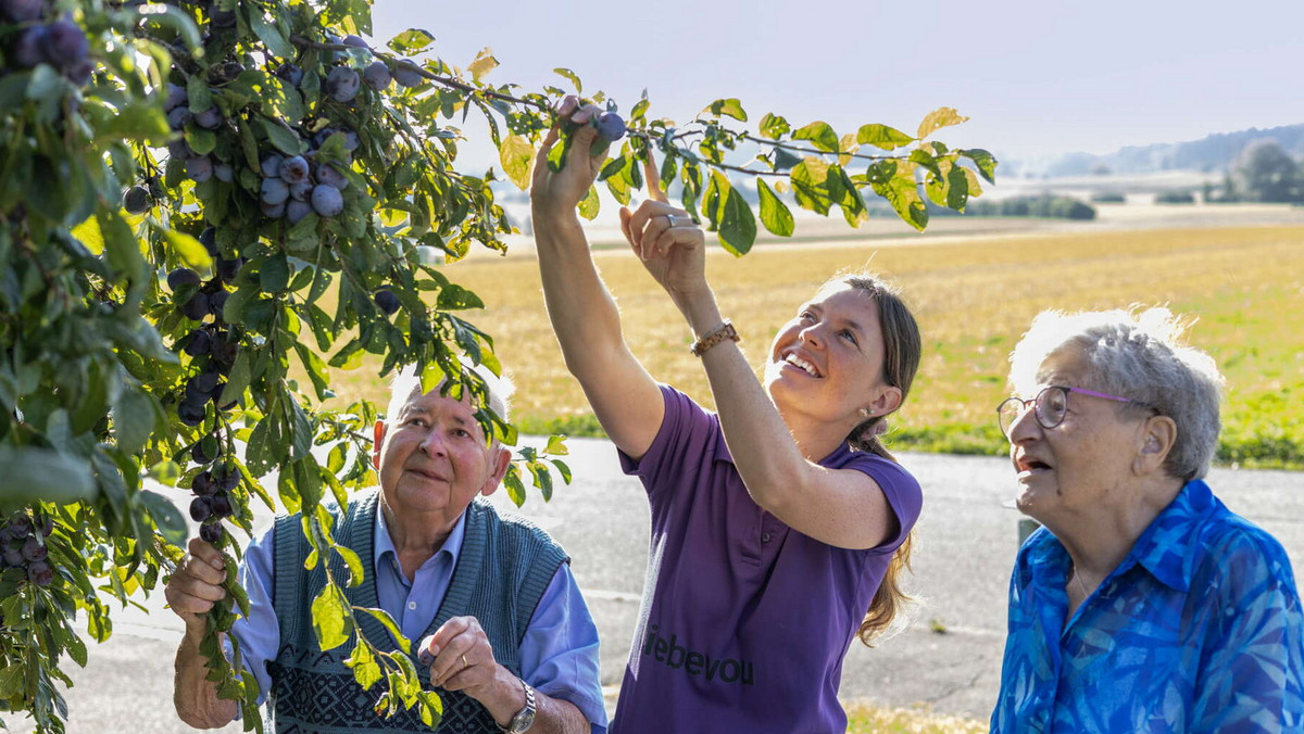 Eine Aktivierungsfachperson HF pflückt gemeinsam mit zwei älteren Menschen reife Zwetschgen von einem Obstbaum und fördert dabei Naturerlebnis, Bewegung und gemeinsame Aktivität.