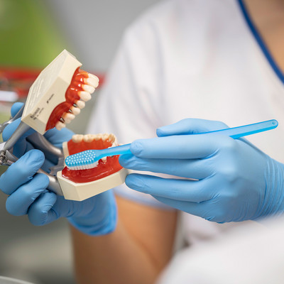 Dentalhygienikerin zeigt richtiges Zähne putzen an einem Gebiss Modell
